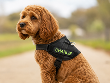 Load image into Gallery viewer, Custom Dog Harness Name Patches — Set of 2